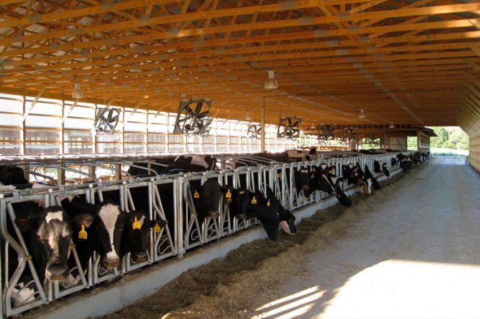 Диагностика производственной системы фермы крупнорогатого скота